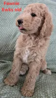 Fawnie, a female Goldendoodle for sale in Morriston, FL – 8 of 10