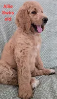 Allie, a female Goldendoodle for sale in Morriston, FL – 6 of 10