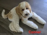 Conner, a male Goldendoodle for sale in Morriston, FL – 8 of 10