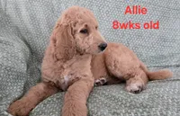 Allie, a female Goldendoodle for sale in Morriston, FL – 4 of 10