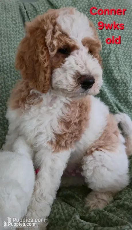 Conner – Goldendoodle puppy for sale in Morriston, FL