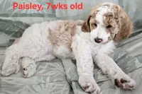 Paisley, a female Goldendoodle for sale in Morriston, FL – 4 of 10