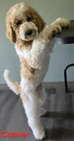 Conner, a male Goldendoodle for sale in Morriston, FL – 4 of 10