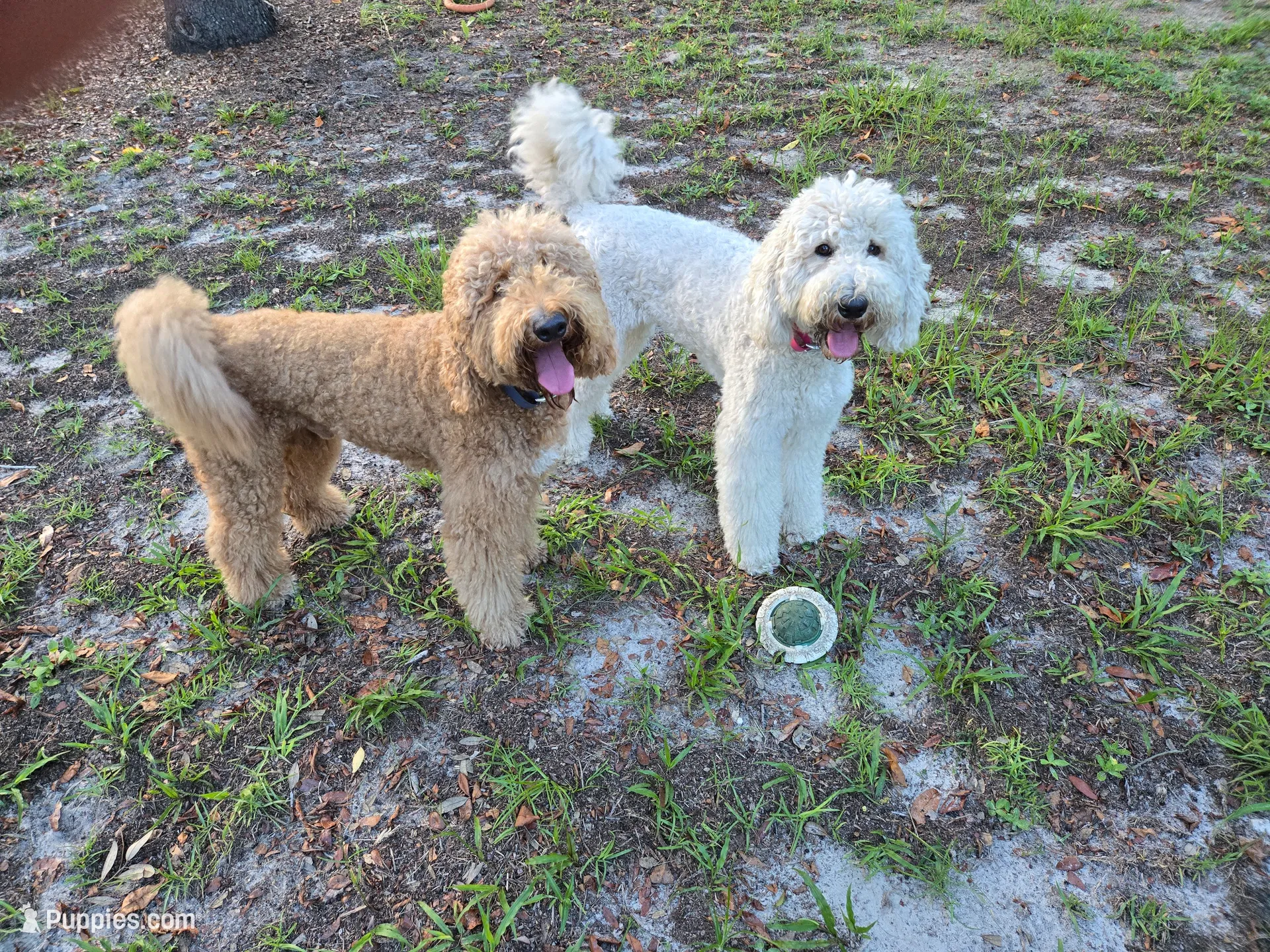 Conner, a male Goldendoodle for sale in Morriston, FL – 3 of 3