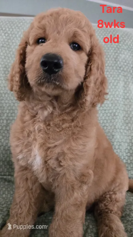 Tara – Goldendoodle puppy for sale in Morriston, FL