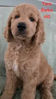 Tara, a female Goldendoodle for sale in Morriston, FL – 1 of 10