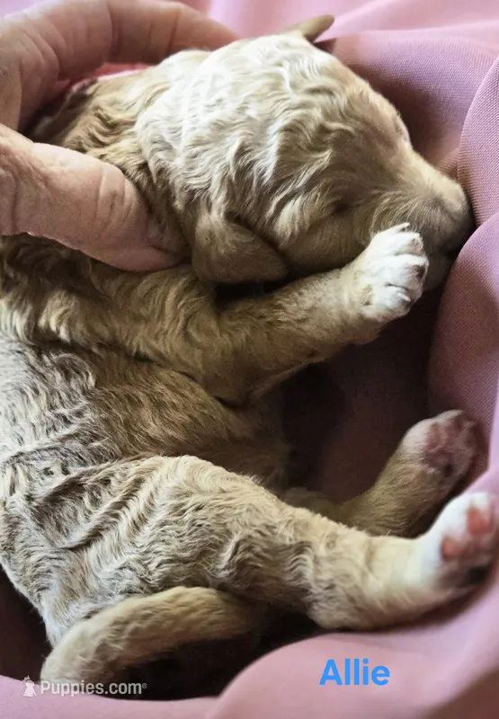 Allie – Goldendoodle puppy for sale in Morriston, FL