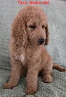 Tara, a female Goldendoodle for sale in Morriston, FL – 5 of 10