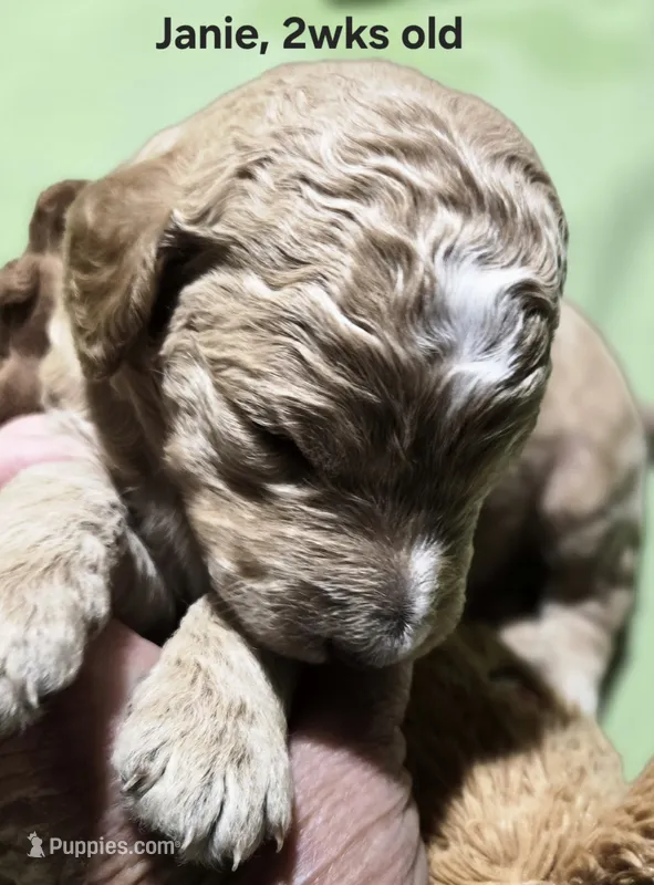 Janie – Goldendoodle puppy for sale in Morriston, FL