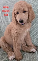 Allie, a female Goldendoodle for sale in Morriston, FL – 8 of 10
