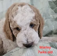 Marley, a male Goldendoodle for sale in Morriston, FL – 5 of 10