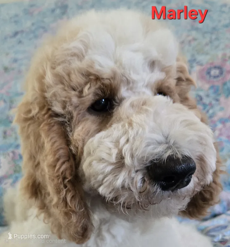 Marley – Goldendoodle puppy for sale in Morriston, FL