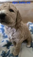 Ajax, a male Goldendoodle for sale in Morriston, FL – 2 of 10