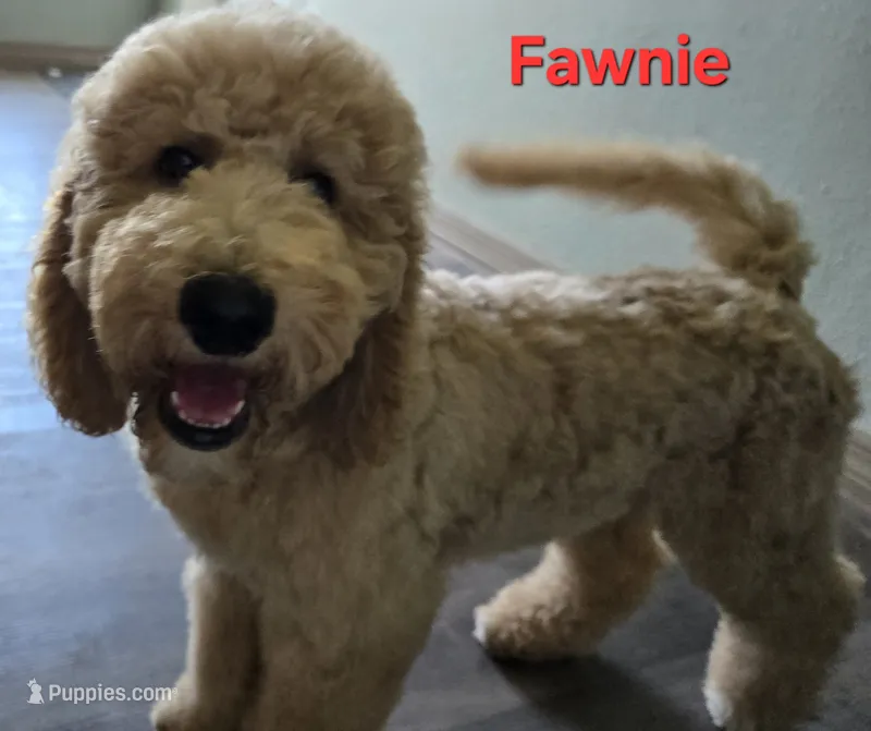 Fawnie – Goldendoodle puppy for sale in Morriston, FL