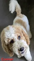 Conner, a male Goldendoodle for sale in Morriston, FL – 3 of 10