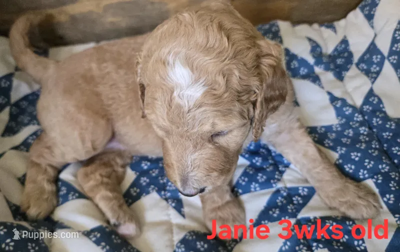 Janie – Goldendoodle puppy for sale in Morriston, FL