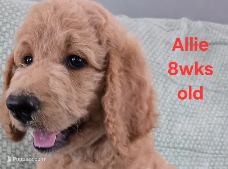 Allie – Goldendoodle puppy for sale in Morriston, FL