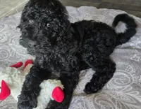 RAINA, a female Goldendoodle for sale in Morriston, FL – Photo 6 of 10