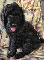 RAINA, a female Goldendoodle for sale in Morriston, FL – Photo 8 of 10