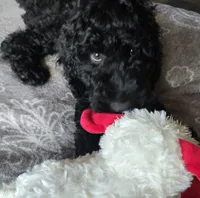 RAINA, a female Goldendoodle for sale in Morriston, FL – Photo 3 of 10