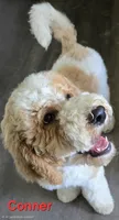 Conner, a male Goldendoodle for sale in Morriston, FL – 1 of 10