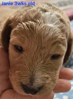 Janie, a female Goldendoodle for sale in Morriston, FL – 6 of 10