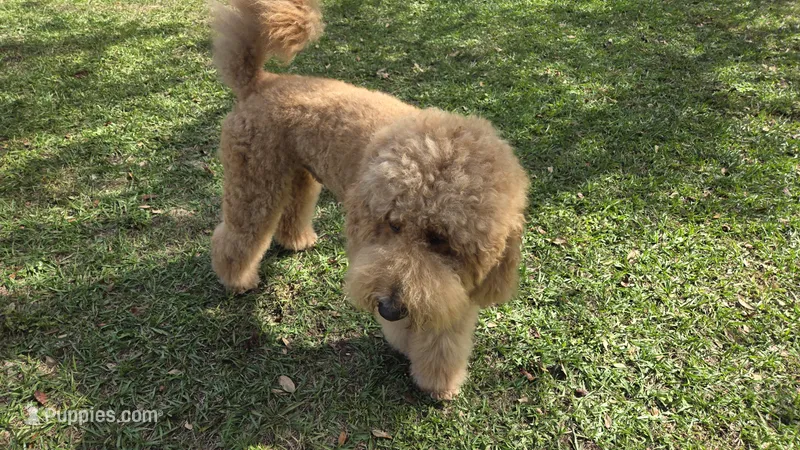 Marley – Goldendoodle puppy for sale in Morriston, FL