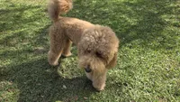 Marley, a male Goldendoodle for sale in Morriston, FL – 9 of 10