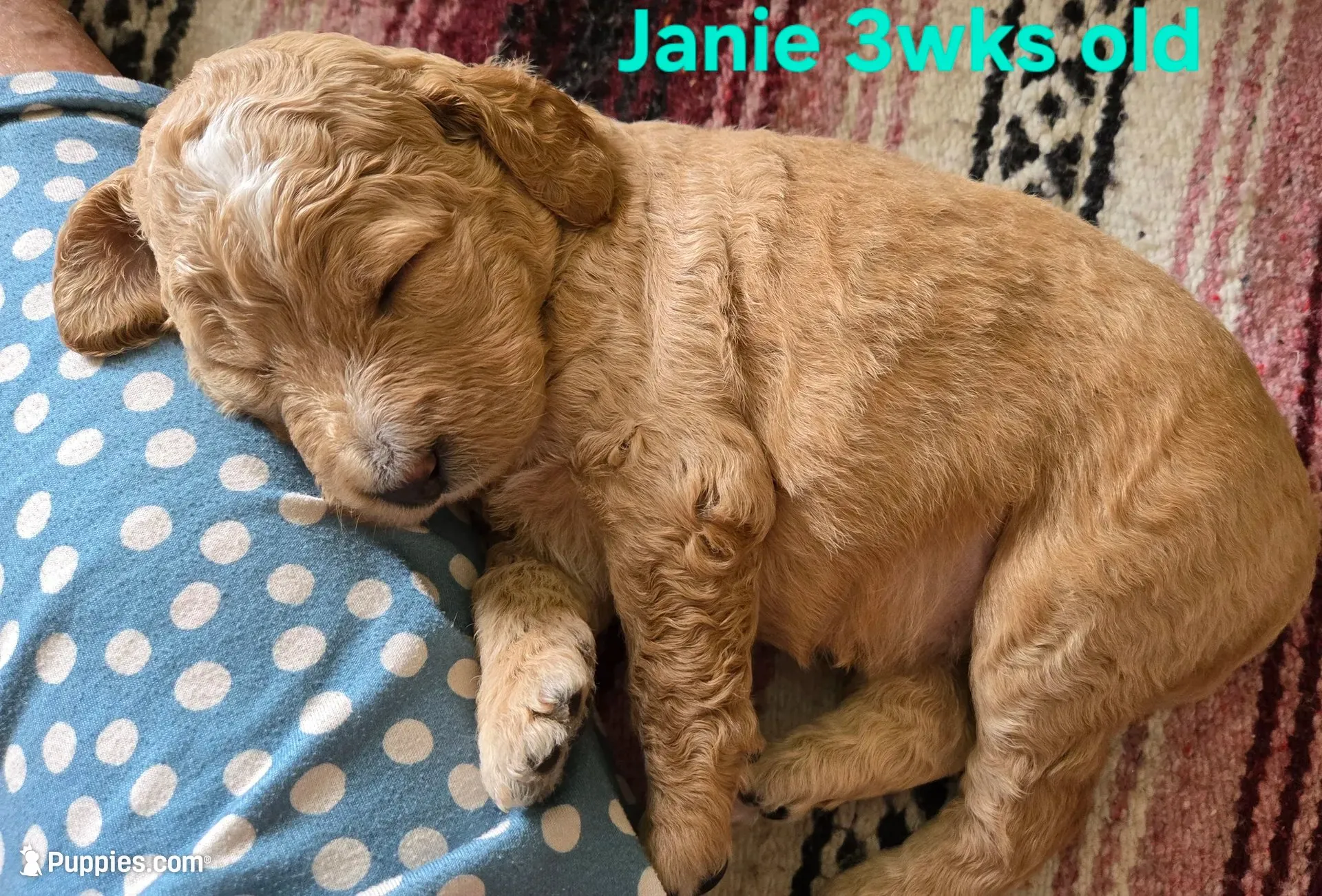 Janie, a female Goldendoodle for sale in Morriston, FL – 4 of 10