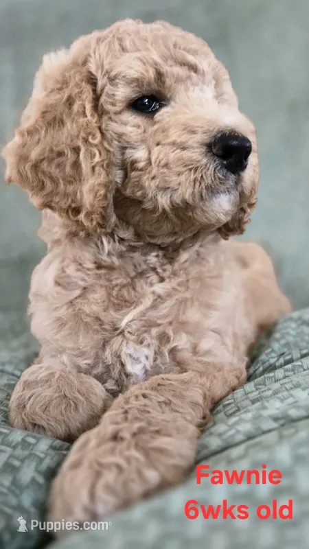 Fawnie – Goldendoodle puppy for sale in Morriston, FL