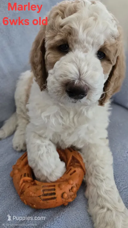Marley – Goldendoodle puppy for sale in Morriston, FL