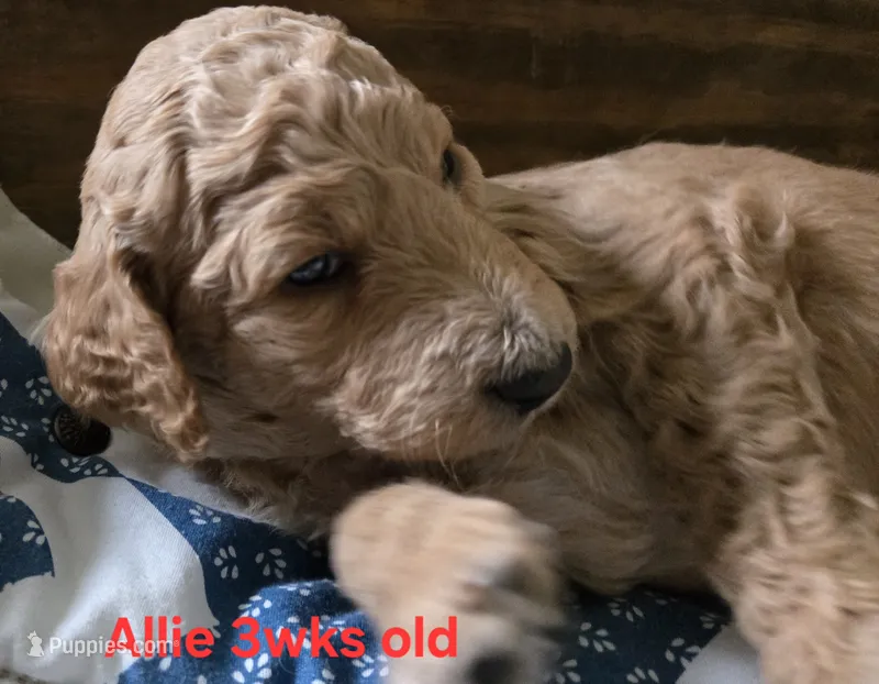 Allie – Goldendoodle puppy for sale in Morriston, FL