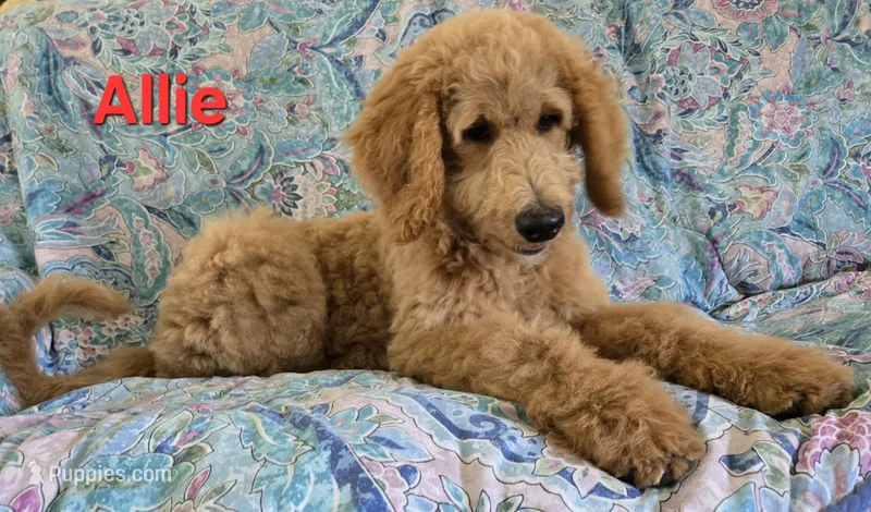 Allie – Goldendoodle puppy for sale in Morriston, FL