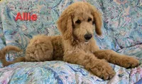 Allie, a female Goldendoodle for sale in Morriston, FL – 3 of 10