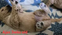 Ajax, a male Goldendoodle for sale in Morriston, FL – 6 of 10