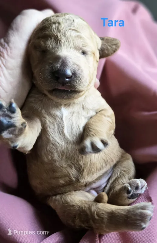 Tara – Goldendoodle puppy for sale in Morriston, FL