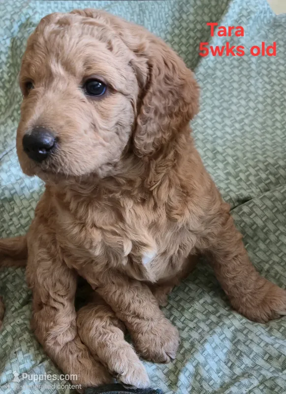 Tara – Goldendoodle puppy for sale in Morriston, FL