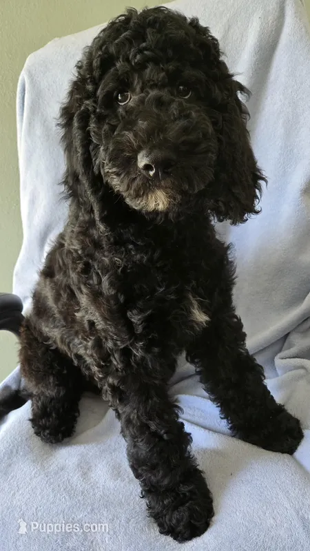 Cindy – Goldendoodle puppy for sale in Morriston, FL