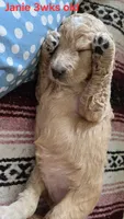 Janie, a female Goldendoodle for sale in Morriston, FL – 2 of 10