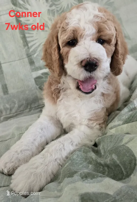 Conner – Goldendoodle puppy for sale in Morriston, FL