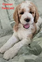 Conner, a male Goldendoodle for sale in Morriston, FL – 1 of 10