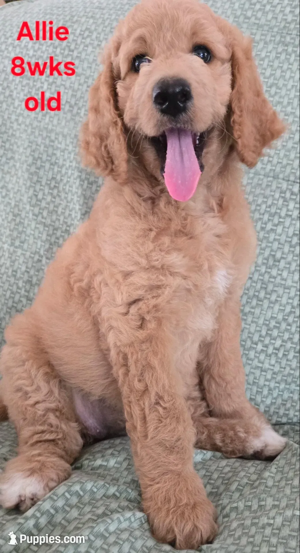 Allie, a female Goldendoodle for sale in Morriston, FL – 3 of 10