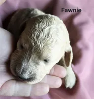 Fawnie, a female Goldendoodle for sale in Morriston, FL – 2 of 3