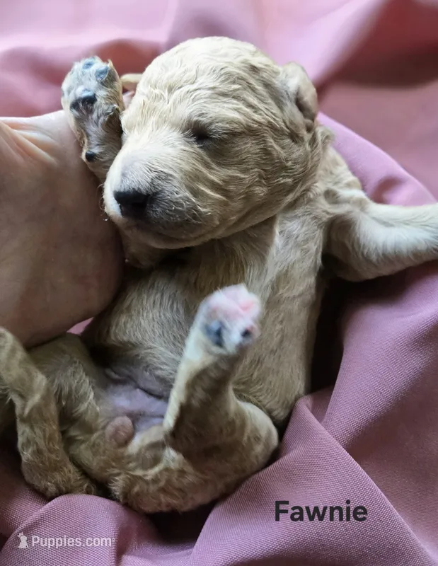 Fawnie – Goldendoodle puppy for sale in Morriston, FL