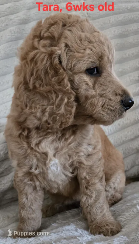 Tara – Goldendoodle puppy for sale in Morriston, FL