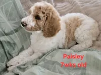 Paisley, a female Goldendoodle for sale in Morriston, FL – 6 of 10