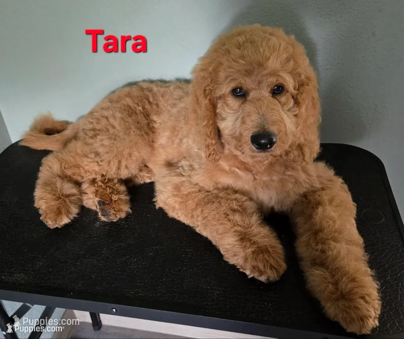 Tara – Goldendoodle puppy for sale in Morriston, FL