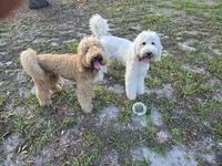 Janie, a female Goldendoodle for sale in Morriston, FL – 3 of 3