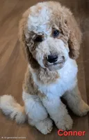 Conner, a male Goldendoodle for sale in Morriston, FL – 5 of 10