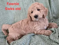 Fawnie, a female Goldendoodle for sale in Morriston, FL – 2 of 10